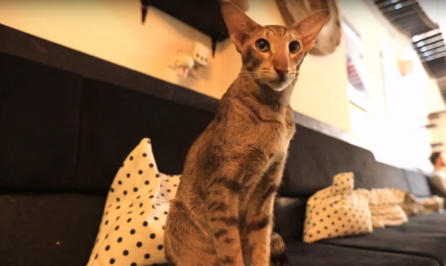 Tak się robi biznes na Starówce! S02/E02 NEKO Cafe – Kocia Kawiarnia