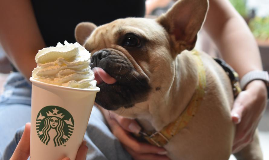 STARBUCKS TORUŃ 