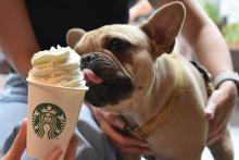 STARBUCKS TORUŃ 